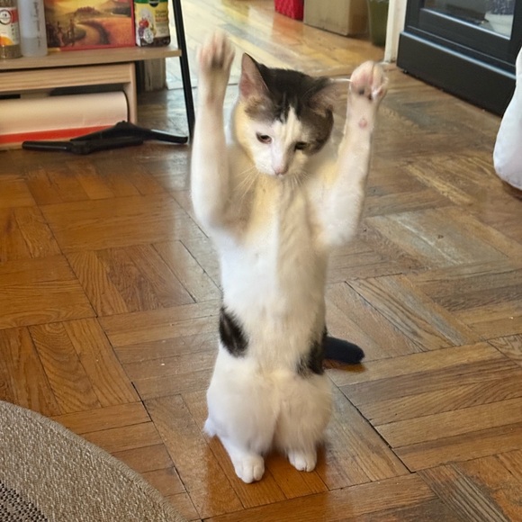 Funds for Sushi 🍣 and Beerus 🐈‍⬛ - Picture 3 of 13